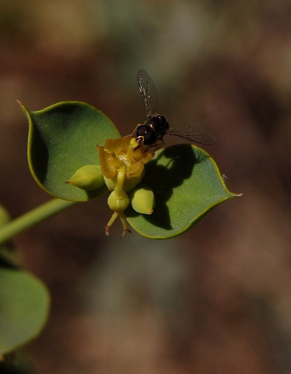 Aiuto per Euphorbia biumbellata